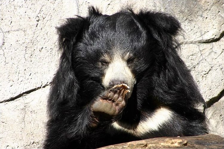 sloth bear wiki