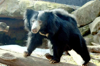 sloth bear photo