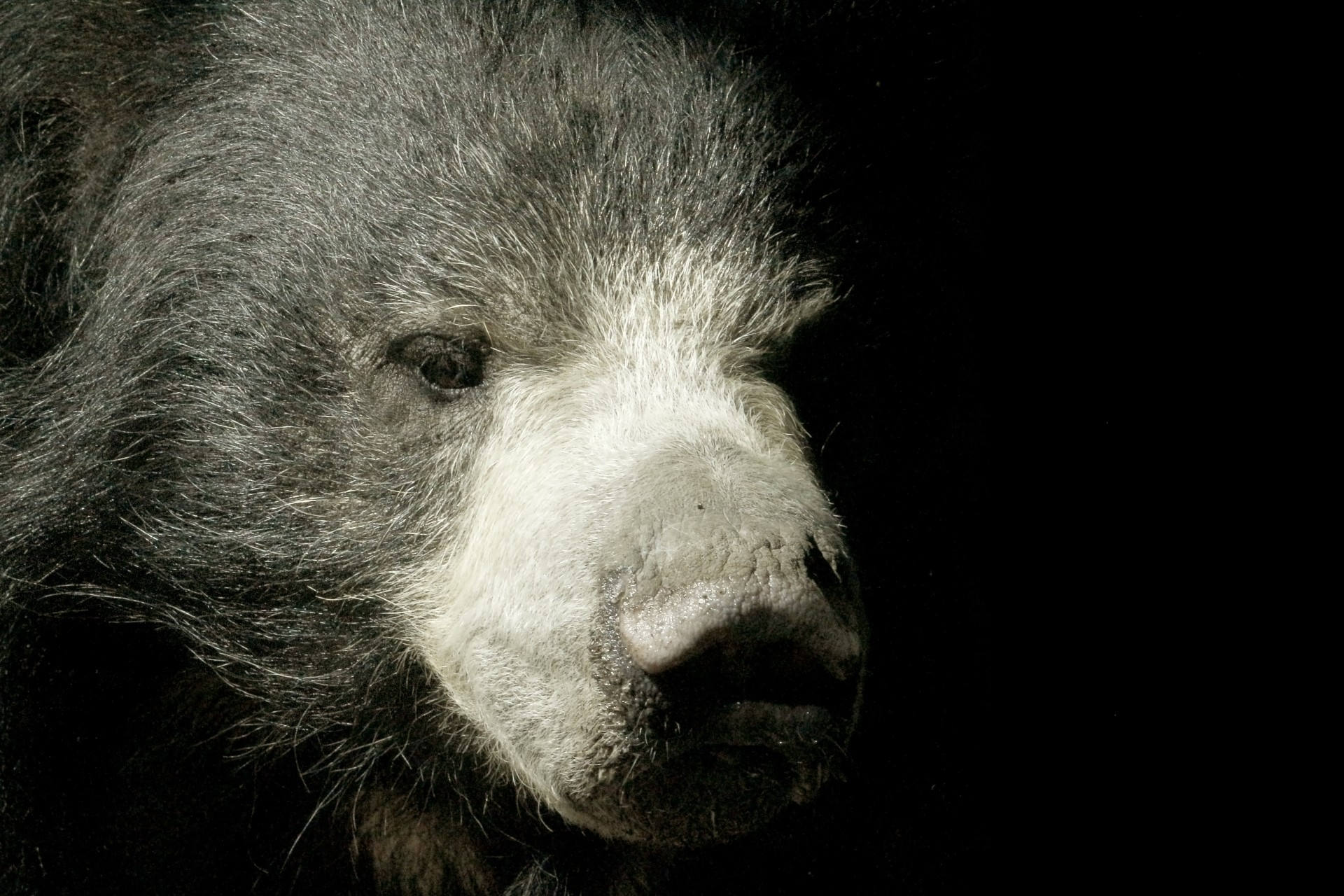 Image Sloth Bear