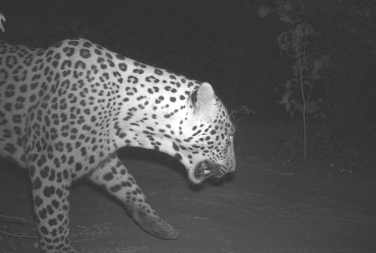 leopard mirzapur
