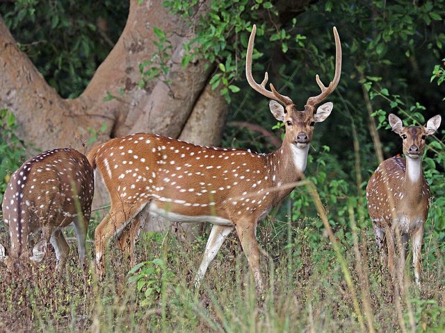 चीतल / Chital / Spotted deer (Axis axis) - Vindhyan Ecology and Natural  History Foundation