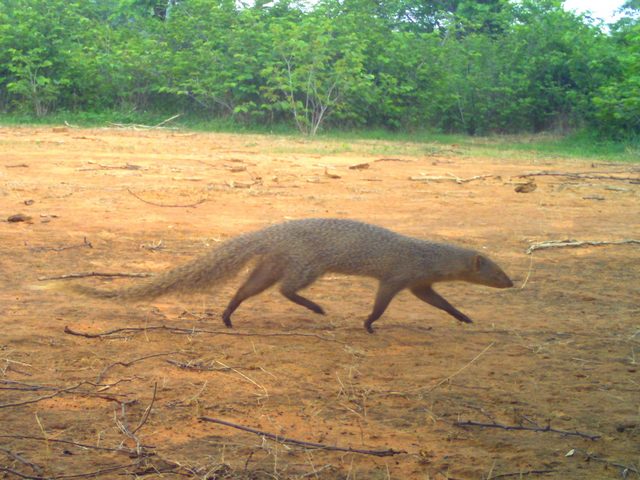 Gray Mongoose