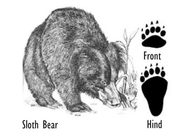 Sloth Bear Pug mark