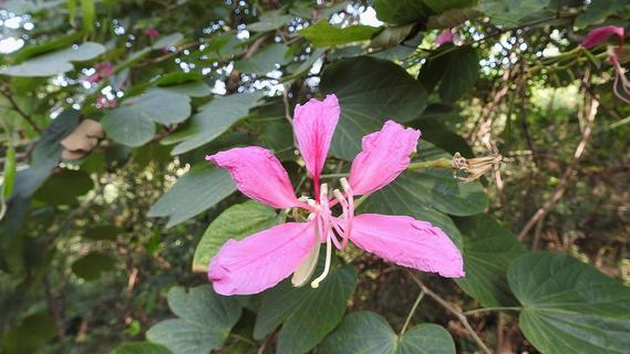 \u0915\u091a\u0928\u093e\u0930 (Bauhinia variegata) \u0915\u0947 \u092a\u093e\u0930\u092e\u094d\u092a\u0930\u093f\u0915 \u0909\u092a\u092f\u094b\u0917 - Vindhyan Ecology and ...