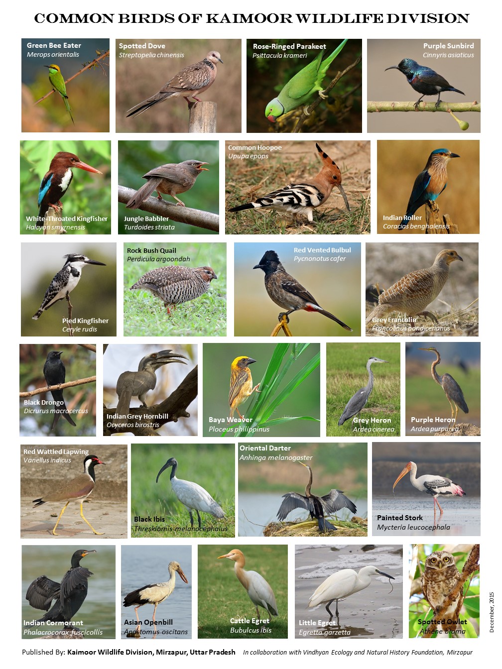 SOME COMMON BIRDS OF MIRZAPUR