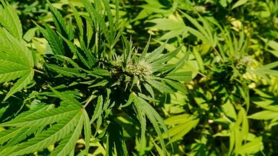 भ ग चरस ग ज Cannabis Sativa क प रम पर क उपय ग Vindhyan Ecology And Natural History Foundation