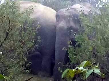 elephant attack: Dainik jagran