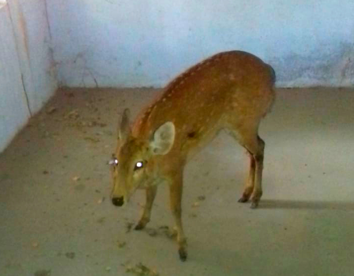 Hog Deer rescued by Chunar Forest Range Mirzapur