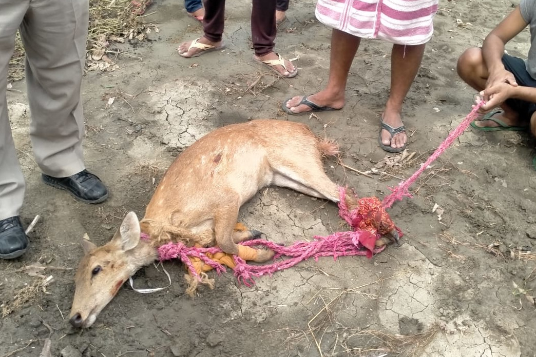 Hog Deer rescued from Mirzapur Uttar Pradesh