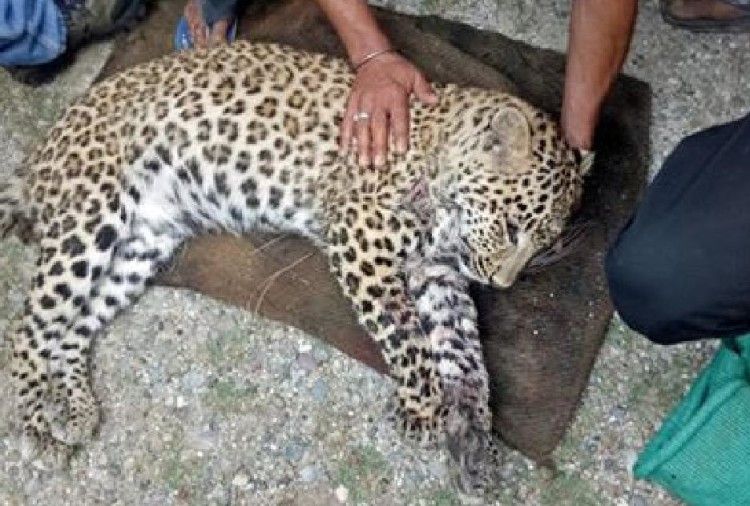 leopard nov2018 amarujala