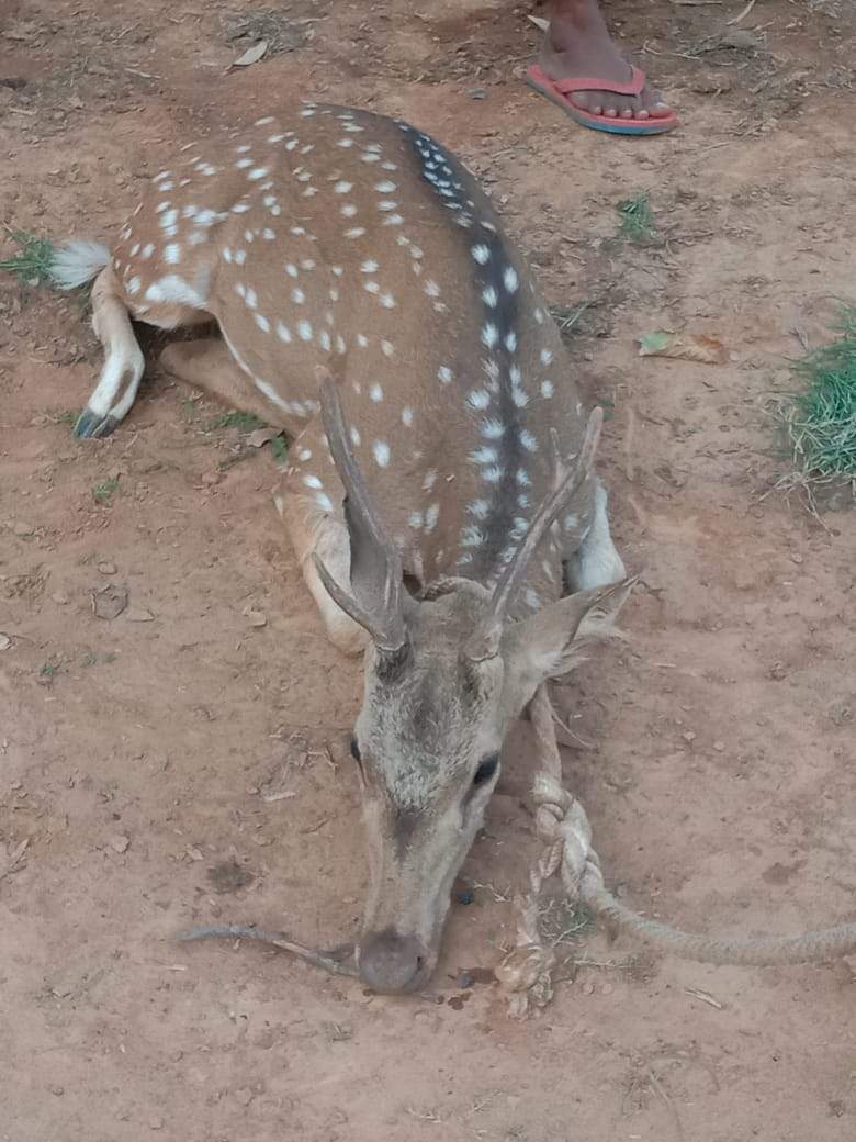 Chital Matihari