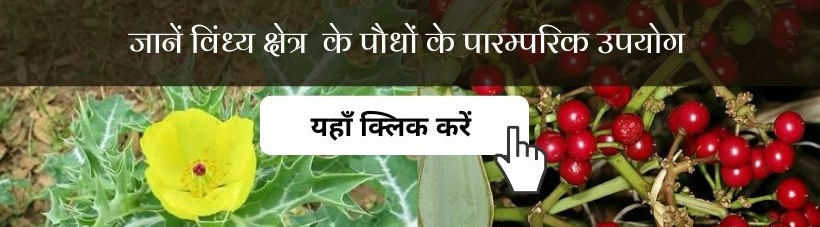 Inventory of Traditional/Medicinal Plants in Mirzapur
