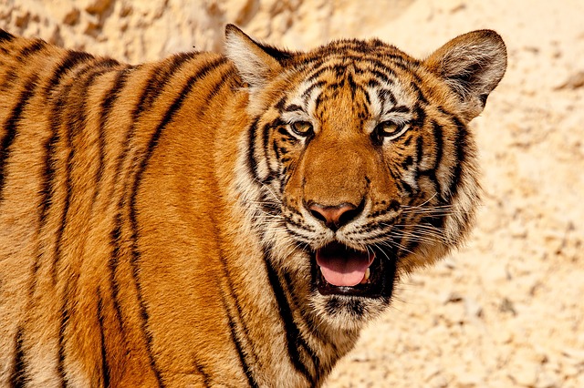 Tiger (Image: Open Source, Public Domain)